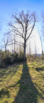 Venta-de-Parcela-en-Panguipulli-EL-MONGE